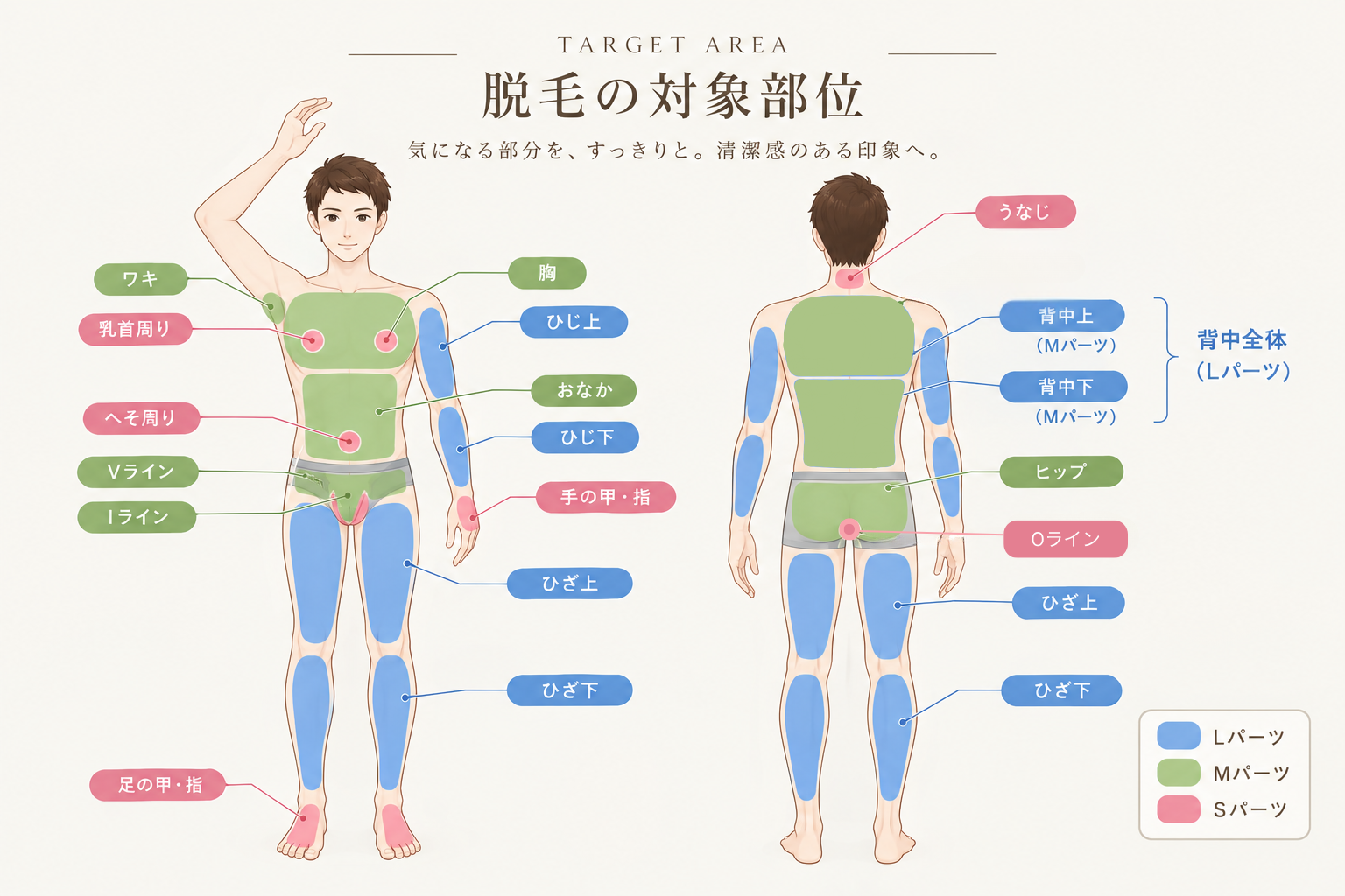 メンズ脱毛のBODY対象部位とL・M・Sパーツの区分